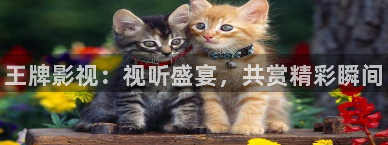 麻豆mv免费观看：王牌影视：视听盛宴，共赏精彩瞬间